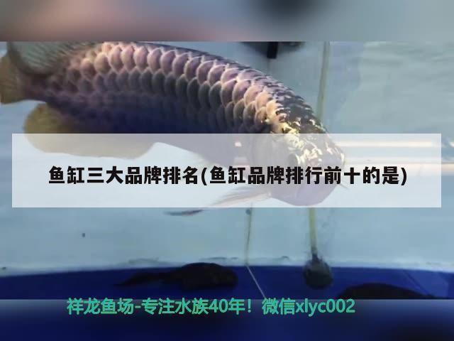 魚缸三大品牌排名(魚缸品牌排行前十的是) 魚缸三大品牌排名(魚缸品牌排行前十的是) 觀賞魚百科