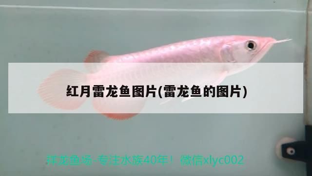 紅月雷龍魚圖片(雷龍魚的圖片) 紅月雷龍魚圖片(雷龍魚的圖片) 觀賞魚百科