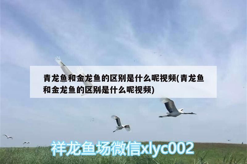 青龍魚和金龍魚的區(qū)別是什么呢視頻(青龍魚和金龍魚的區(qū)別是什么呢視頻)（青龍魚和金龍魚的區(qū)別）