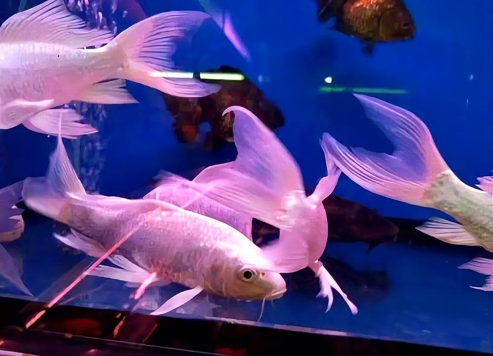 白金龍魚的市場趨勢如何（中國最貴龍魚前十名廣州龍魚祥龍魚盤點那些平頭百姓養不起的觀賞魚）