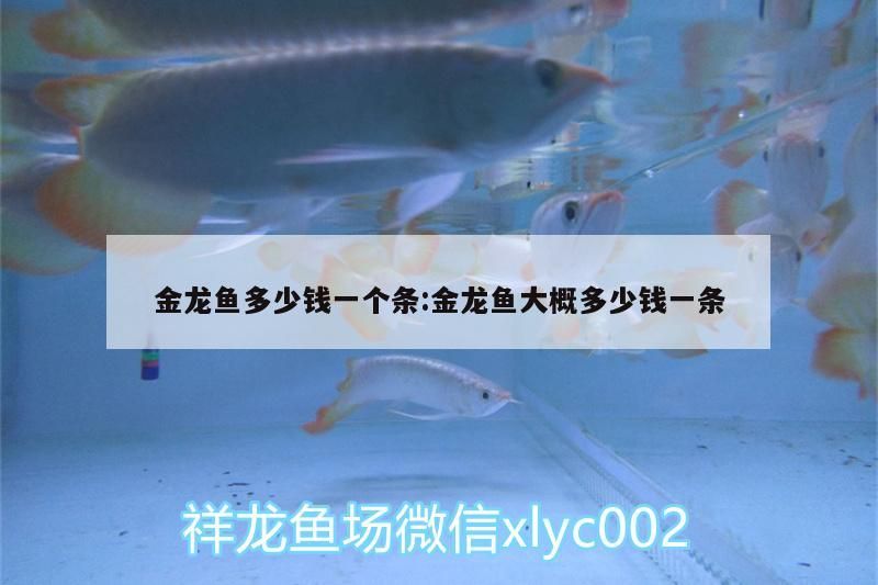 高背金龍魚 金龍魚多少錢一個條:金龍魚大概多少錢一條(金龍魚多少錢一個條) 觀賞魚百科 金龍魚多少錢一個條:金龍魚大概多少錢一條(金龍魚多少錢一個條) 金龍魚多少錢一個條:金龍魚大概多少錢一條(金龍魚多少錢一個條) 觀賞魚百科