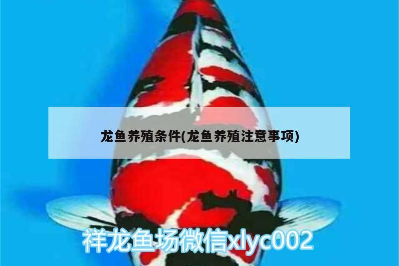龍魚養殖條件(龍魚養殖注意事項)（龍魚怎么養殖）