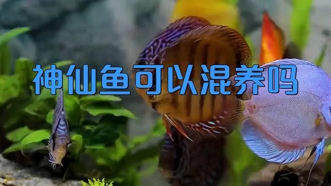 埃及神仙魚和哪些龍魚品種混養(yǎng)最佳（埃及神仙魚與龍魚混養(yǎng)搭配方案及搭配方案及注意事項） 埃及神仙魚和哪些龍魚品種混養(yǎng)最佳（埃及神仙魚與龍魚混養(yǎng)搭配方案及搭配方案及注意事項） 龍魚百科 第4張