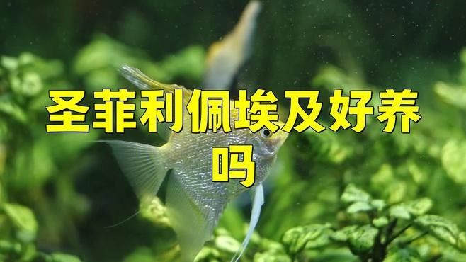 埃及神仙魚和哪些龍魚品種混養(yǎng)最佳（埃及神仙魚與龍魚混養(yǎng)搭配方案及搭配方案及注意事項） 埃及神仙魚和哪些龍魚品種混養(yǎng)最佳（埃及神仙魚與龍魚混養(yǎng)搭配方案及搭配方案及注意事項） 龍魚百科 第5張