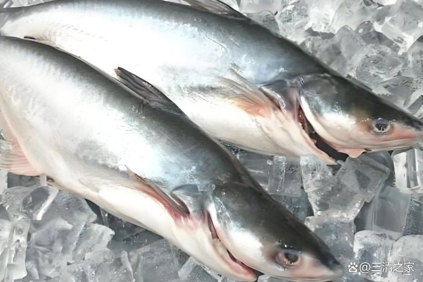 如何區分巴沙魚和龍利魚？（巴沙魚和龍利魚的區別）
