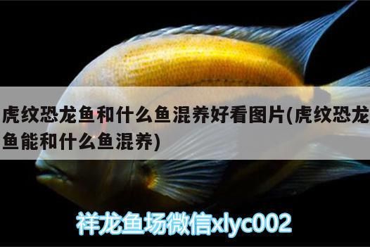 虎紋恐龍魚和什么魚混養(yǎng)好看圖片(虎紋恐龍魚能和什么魚混養(yǎng))（虎紋恐龍魚和什么魚混養(yǎng)好看圖片）