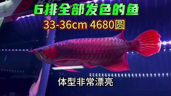 紅翼<strong><mark>麒麟</mark></strong>龍魚的市場價格如何（紅翼<strong><mark>麒麟</mark></strong>龍魚市場價格）