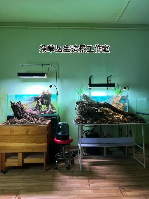 如何養護福龍魚？（如何養護福龍魚）
