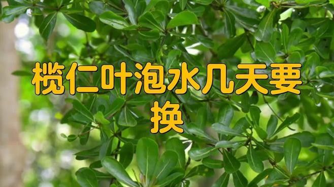 橄欖葉如何養(yǎng)魚（欖仁葉養(yǎng)魚的基本步驟和注意事項(xiàng)）