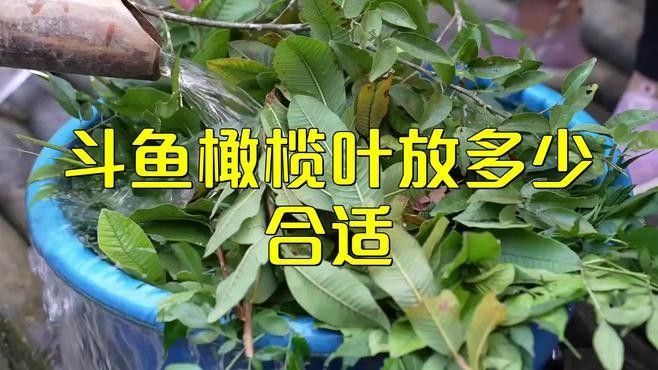 橄欖葉如何養(yǎng)魚（欖仁葉養(yǎng)魚的基本步驟和注意事項(xiàng)）