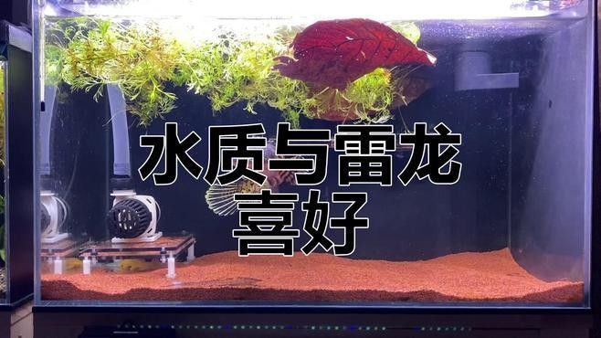 橄欖葉如何養(yǎng)魚（欖仁葉養(yǎng)魚的基本步驟和注意事項(xiàng)）