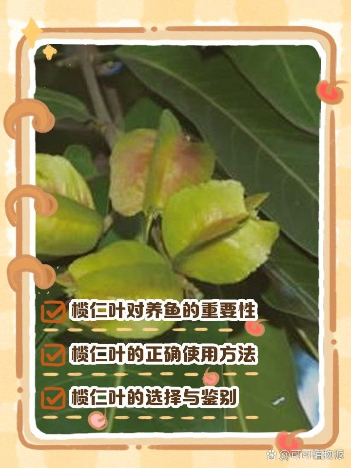 橄欖葉如何養(yǎng)魚（欖仁葉養(yǎng)魚的基本步驟和注意事項(xiàng)）