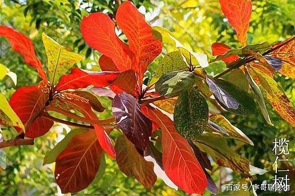 橄欖葉如何養(yǎng)魚（欖仁葉養(yǎng)魚的基本步驟和注意事項(xiàng)）