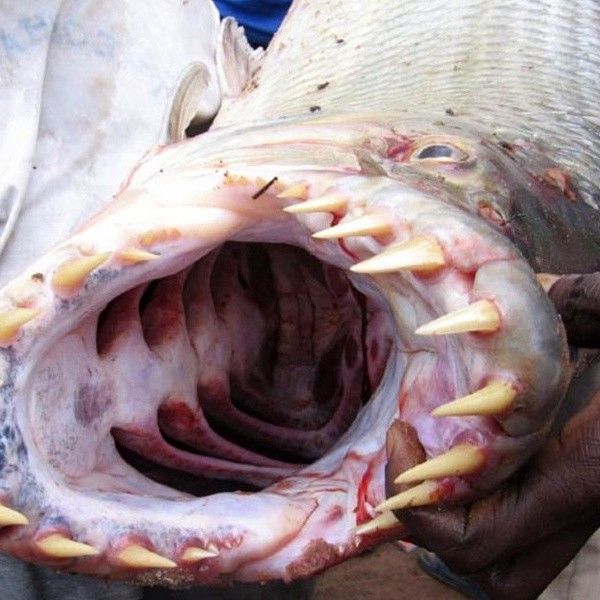 有沒有2020年虎魚比賽的現場視頻？（2020年虎魚比賽現場視頻） 有沒有2020年虎魚比賽的現場視頻？（2020年虎魚比賽現場視頻） 龍魚百科 第2張