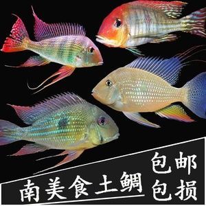 銀龍魚魚缸寬度多少最好，銀龍魚的魚缸寬度的選擇