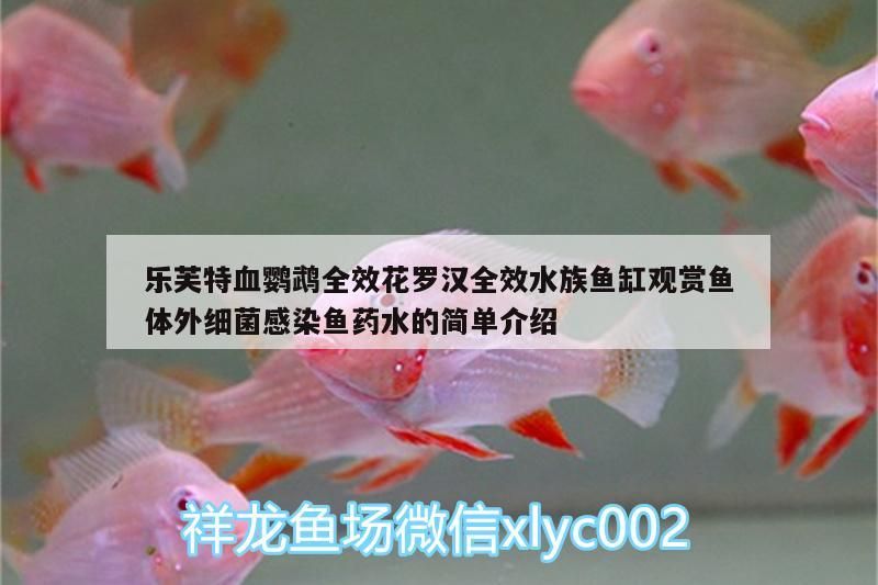 樂(lè)芙特血鸚鵡全效花羅漢全效水族魚(yú)缸觀賞魚(yú)體外細(xì)菌感染魚(yú)藥水的簡(jiǎn)單介紹