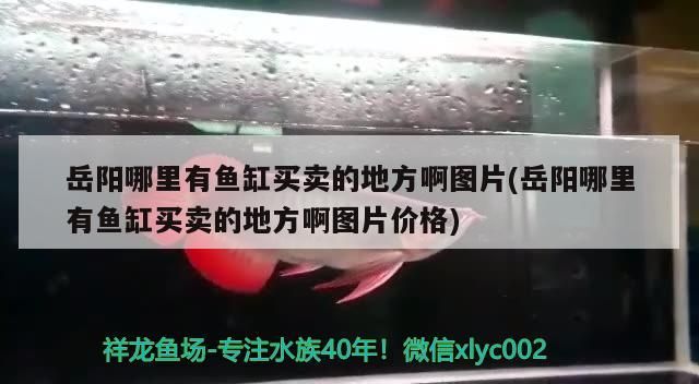 岳陽哪里有魚缸買賣的地方啊圖片(岳陽哪里有魚缸買賣的地方啊圖片價(jià)格) 岳陽哪里有魚缸買賣的地方啊圖片(岳陽哪里有魚缸買賣的地方啊圖片價(jià)格) 觀賞魚百科
