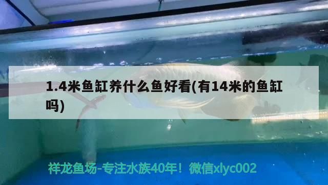 鸚鵡魚 1.4米魚缸養什么魚好看(有14米的魚缸嗎)(1.4米魚缸養什么魚好看) 觀賞魚百科 1.4米魚缸養什么魚好看(有14米的魚缸嗎)(1.4米魚缸養什么魚好看) 1.4米魚缸養什么魚好看(有14米的魚缸嗎)(1.4米魚缸養什么魚好看) 觀賞魚百科