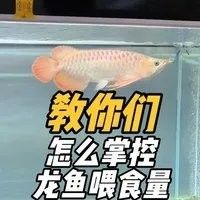 如何預防龍魚兜嘴？（如何預防龍魚兜嘴）