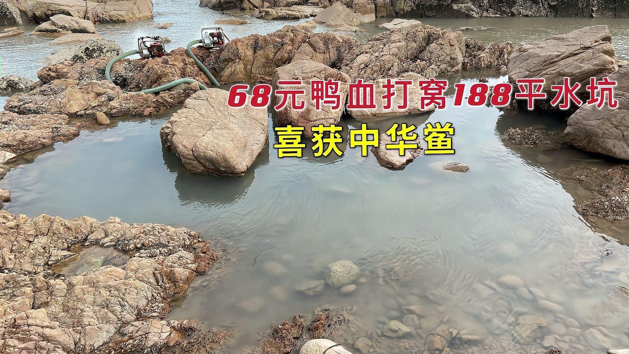 石斑恐龍魚混養的最佳搭配（石斑恐龍魚與其他魚類混養的最佳搭配）