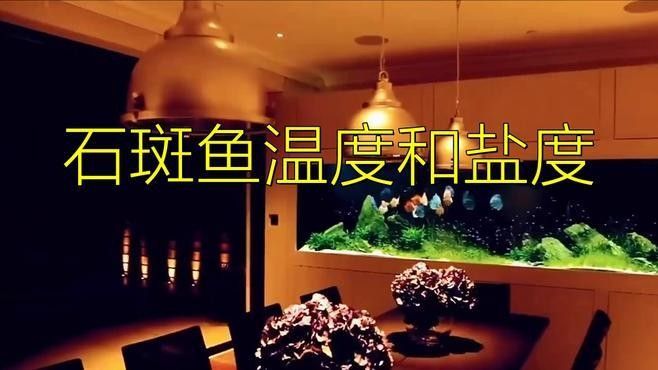 石斑恐龍魚混養的最佳搭配（石斑恐龍魚與其他魚類混養的最佳搭配）