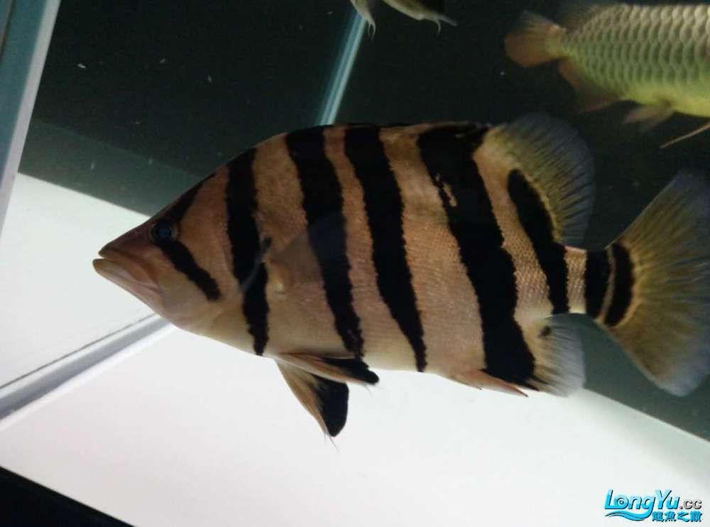 廣州出售 28CM 高身 印尼四紋 明虎（廣州出售28cm高身印尼四紋明虎） 廣州出售 28CM 高身 印尼四紋 明虎（廣州出售28cm高身印尼四紋明虎） 觀賞魚百科 第1張