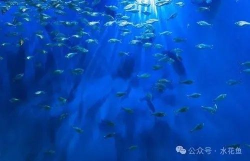 人工養殖的龍魚會夜間捕獵嗎