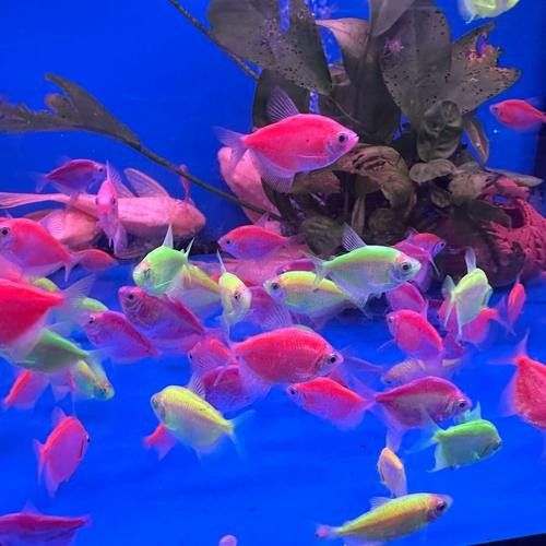 推薦一些釣七彩龍魚的好地點 推薦一些釣七彩龍魚的好地點 龍魚百科 第2張