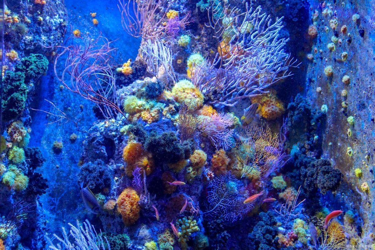 推薦一些釣七彩龍魚的好地點 推薦一些釣七彩龍魚的好地點 龍魚百科 第3張
