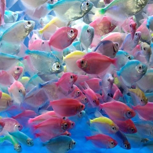推薦一些釣七彩龍魚的好地點 推薦一些釣七彩龍魚的好地點 龍魚百科 第1張