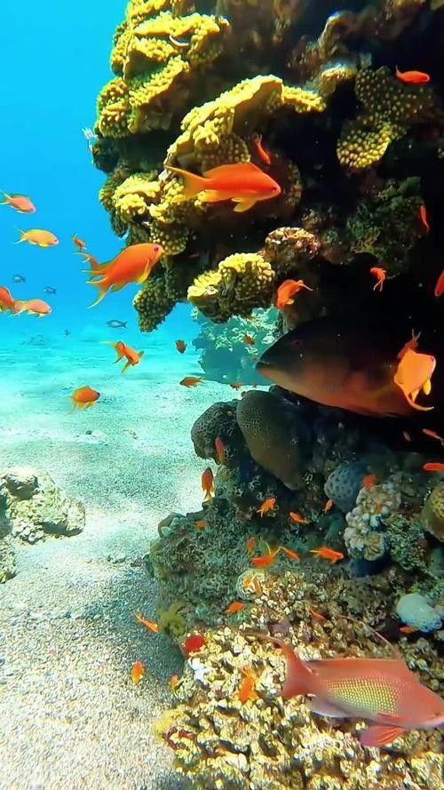 推薦一些釣七彩龍魚的好地點 推薦一些釣七彩龍魚的好地點 龍魚百科 第4張