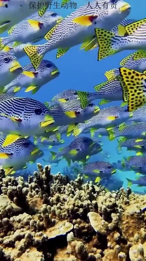 推薦一些釣七彩龍魚的好地點 推薦一些釣七彩龍魚的好地點 龍魚百科 第6張
