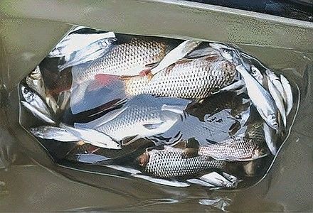推薦一些釣七彩龍魚的好地點 推薦一些釣七彩龍魚的好地點 龍魚百科 第9張