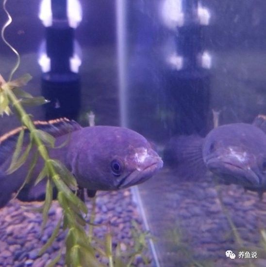 龍魚爛尾爛嘴會自愈嗎