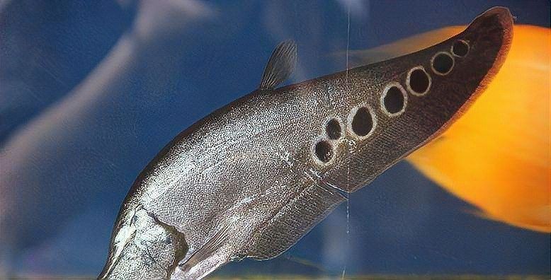 古龍魚有哪些品種？（古龍魚可以劃分為幾個品種，古龍魚可以分為幾個不同的品種）