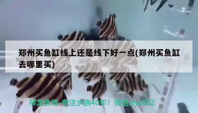 鄭州買(mǎi)魚(yú)缸線上還是線下好一點(diǎn)(鄭州買(mǎi)魚(yú)缸去哪里買(mǎi))