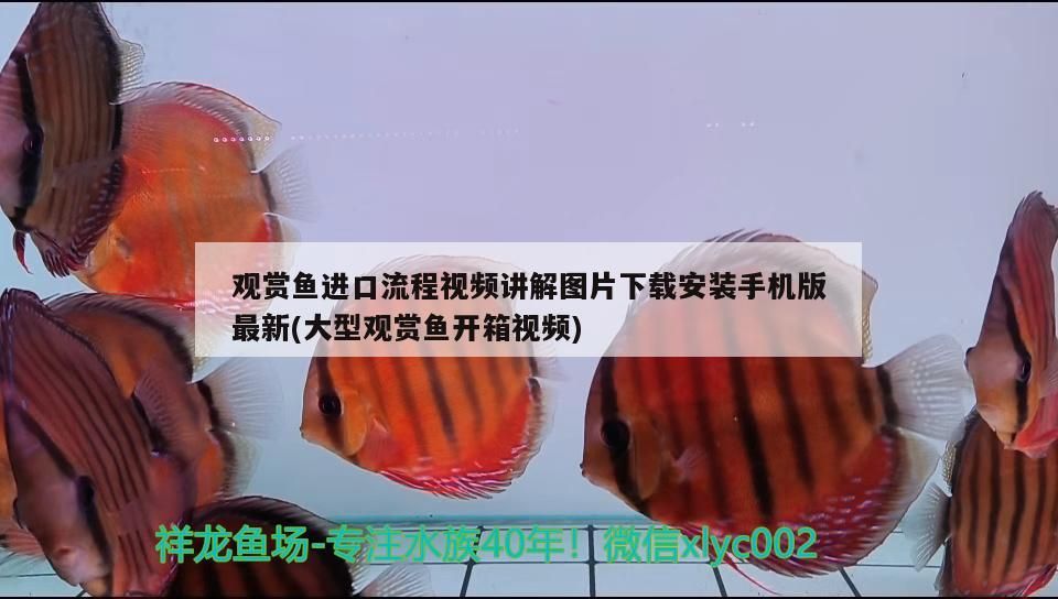 龍魚 觀賞魚進口流程視頻講解圖片下載安裝手機版最新(大型觀賞魚開箱視頻) 觀賞魚百科 觀賞魚進口流程視頻講解圖片下載安裝手機版最新(大型觀賞魚開箱視頻) 觀賞魚進口流程視頻講解圖片下載安裝手機版最新(大型觀賞魚開箱視頻) 觀賞魚百科