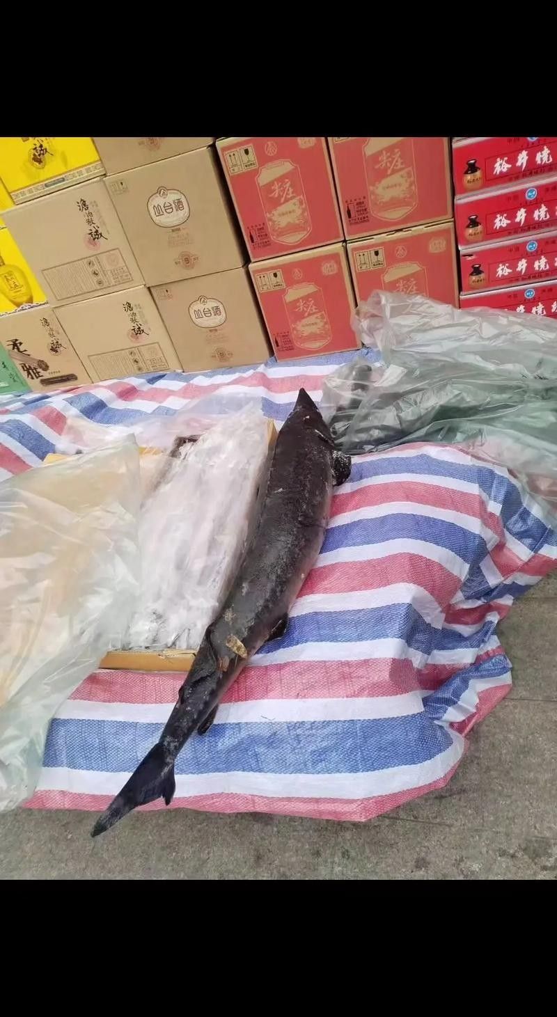 黔龍魚的市場價(jià)格是多少 龍魚百科 第2張 黔龍魚的市場價(jià)格是多少 黔龍魚的市場價(jià)格是多少 龍魚百科 第2張