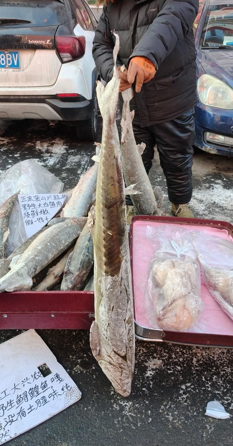 黔龍魚的市場價(jià)格是多少 龍魚百科 第1張 黔龍魚的市場價(jià)格是多少 黔龍魚的市場價(jià)格是多少 龍魚百科 第1張