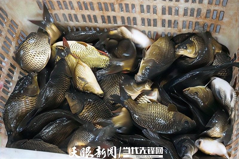 黔龍魚的市場價(jià)格是多少 黔龍魚的市場價(jià)格是多少 龍魚百科 第10張