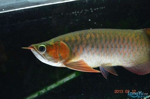 和興龍魚有哪些熱門品種（和興龍魚哪個品種最好養(yǎng)，） 和興龍魚有哪些熱門品種（和興龍魚哪個品種最好養(yǎng)，） 龍魚百科 第4張