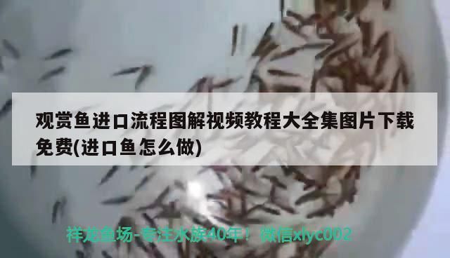 觀賞魚進口流程圖解視頻教程大全集圖片下載免費(進口魚怎么做)