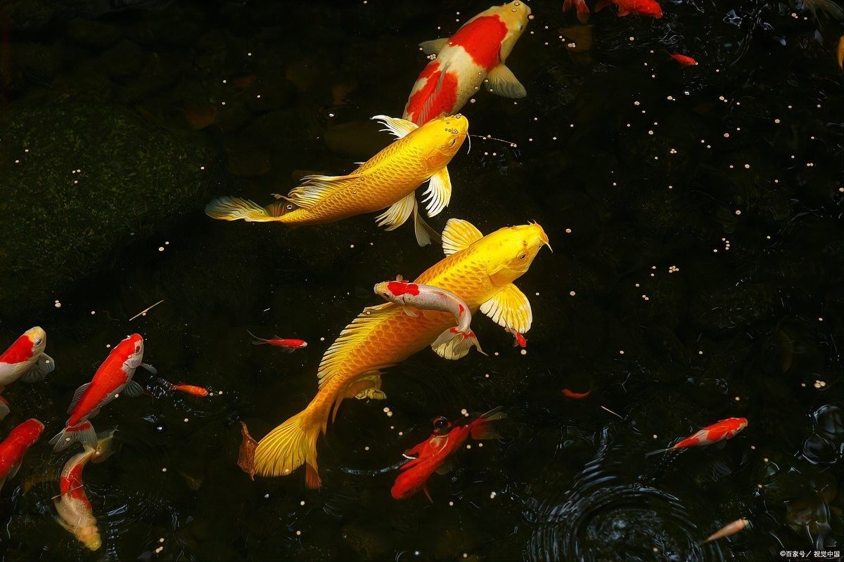 金龍魚和金魚能混養嗎？ 金龍魚和金魚能混養嗎？ 龍魚百科 第2張