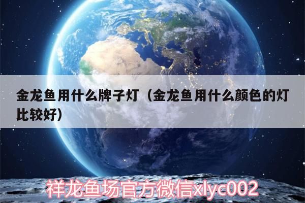 魚缸 金龍魚用什么牌子燈(金龍魚用什么顏色的燈比較好) 觀賞魚百科 金龍魚用什么牌子燈(金龍魚用什么顏色的燈比較好) 金龍魚用什么牌子燈(金龍魚用什么顏色的燈比較好) 觀賞魚百科