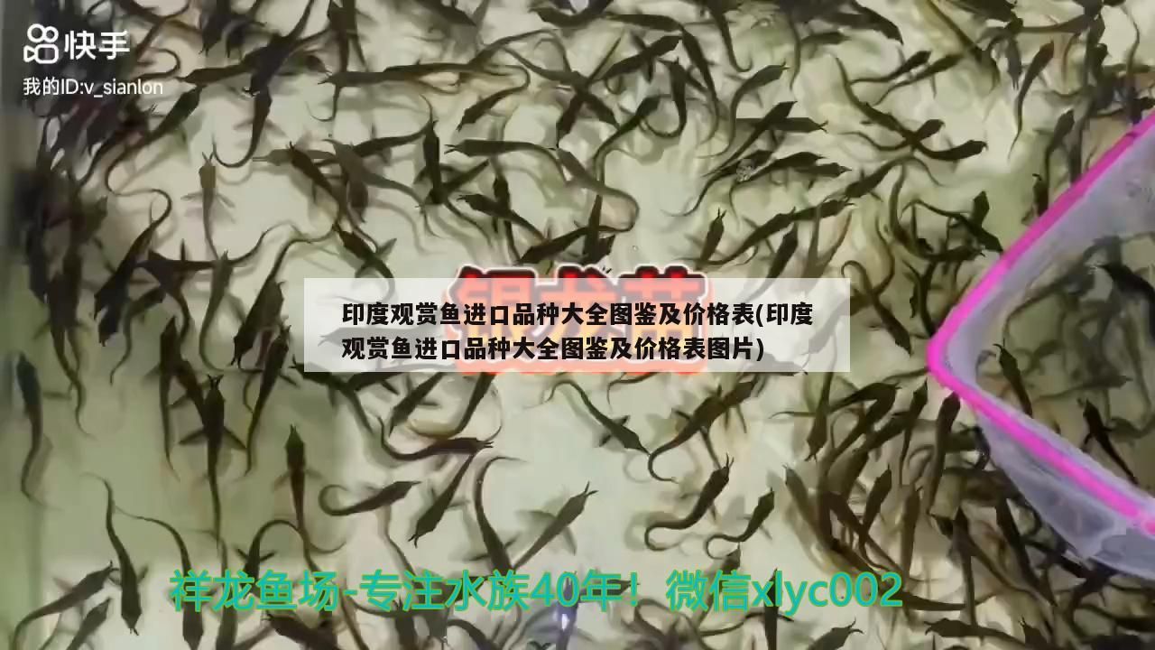 印度觀賞魚進口品種大全圖鑒及價格表(印度觀賞魚進口品種大全圖鑒及價格表圖片)
