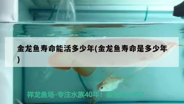 金龍魚壽命能活多少年(金龍魚壽命是多少年) 金龍魚壽命能活多少年(金龍魚壽命是多少年) 觀賞魚百科