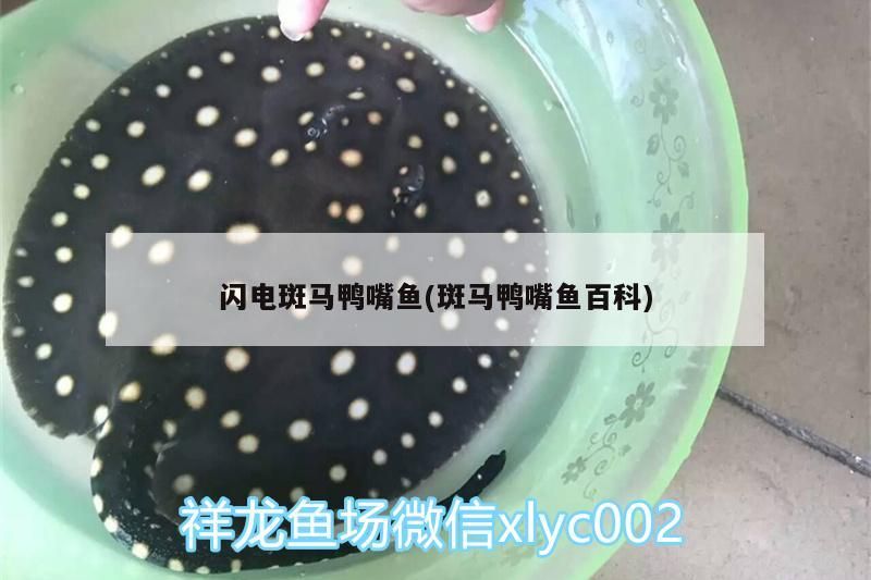 閃電斑馬鴨嘴魚(斑馬鴨嘴魚百科)