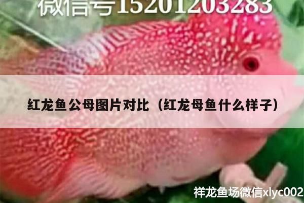 如何判斷龍魚是否患有鰓部疾病，判斷龍魚是否患有鰓部疾病，可以從4個方面進行觀察和分析
