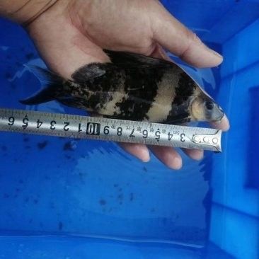 開封龍魚價格走勢如何