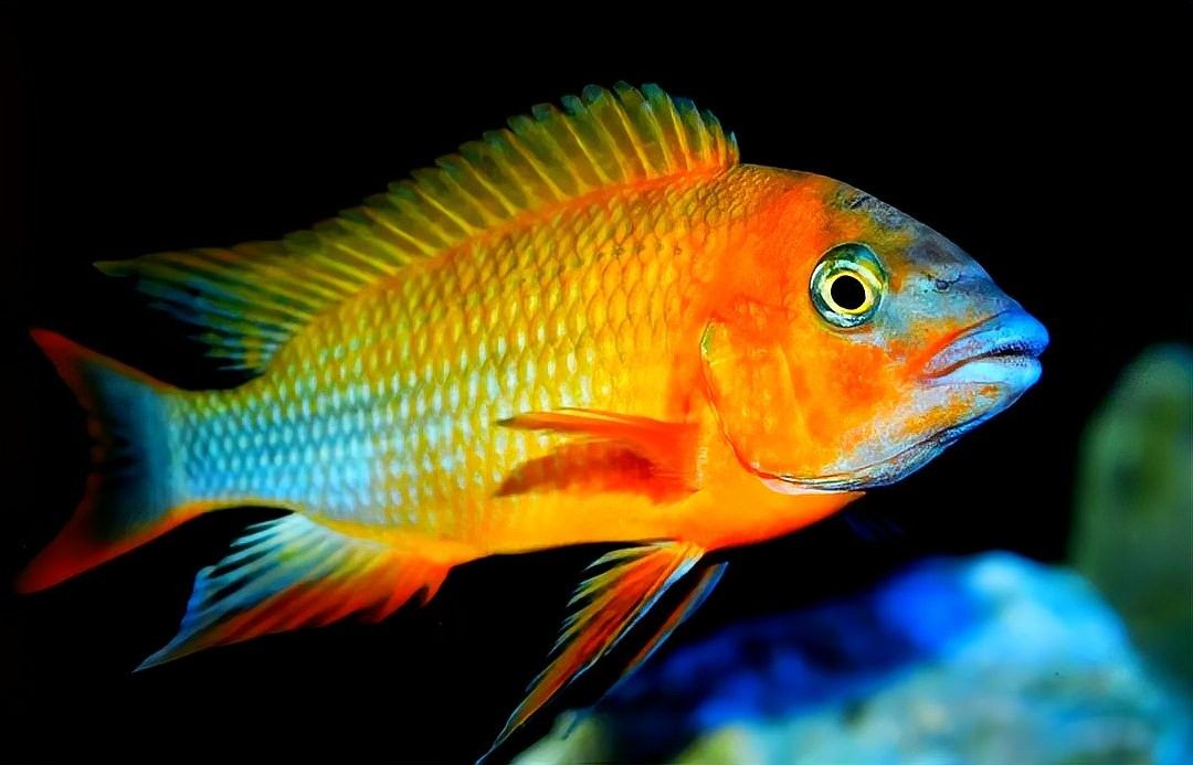 如何區分不同品種的龍王魚（不同品種的龍王魚可以從以下幾個方面著手） 如何區分不同品種的龍王魚（不同品種的龍王魚可以從以下幾個方面著手） 龍魚百科 第5張